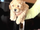 Evde Doğmuş Mükemmel Maltipoo Bebekler