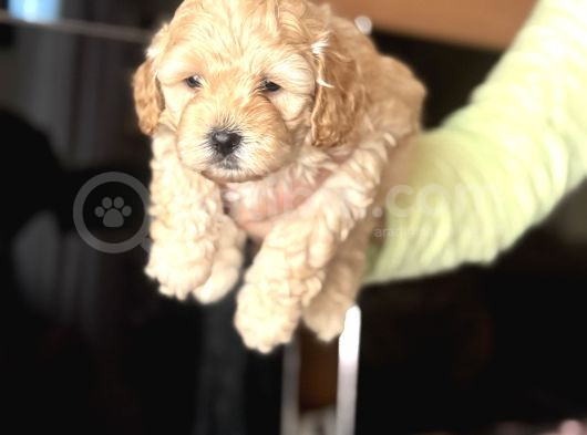 Evde Doğmuş Mükemmel Maltipoo Bebekler görsel