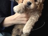 Evde Doğmuş Mükemmel Maltipoo Bebekler