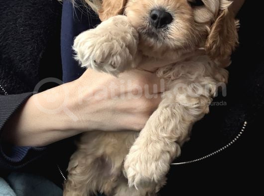 Evde Doğmuş Mükemmel Maltipoo Bebekler görsel
