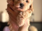 Evde Doğmuş Mükemmel Maltipoo Bebekler