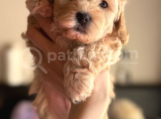 Evde Doğmuş Mükemmel Maltipoo Bebekler görsel
