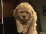 Evde doğmuş mükemmel Maltipoo bebekler
