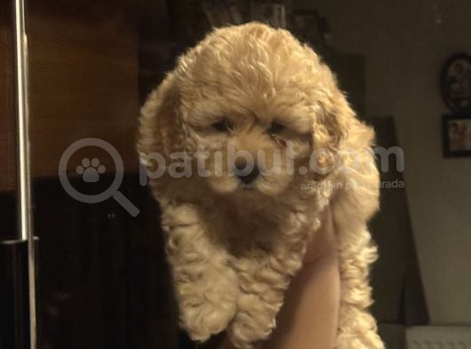 Evde Doğmuş Mükemmel Maltipoo Bebekler