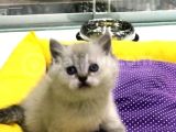 Sevi̇mli̇ Yavrularimiz Vonalp Pet Güvencesi̇yle