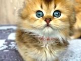 Altın Yumağımız Black Golden British Longhair