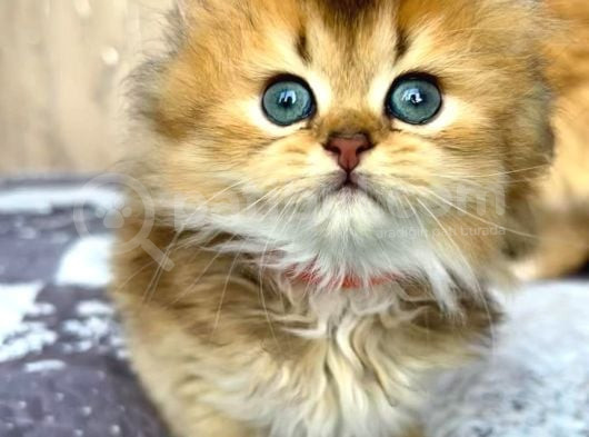 Altın Yumağımız Black Golden British Longhair görsel