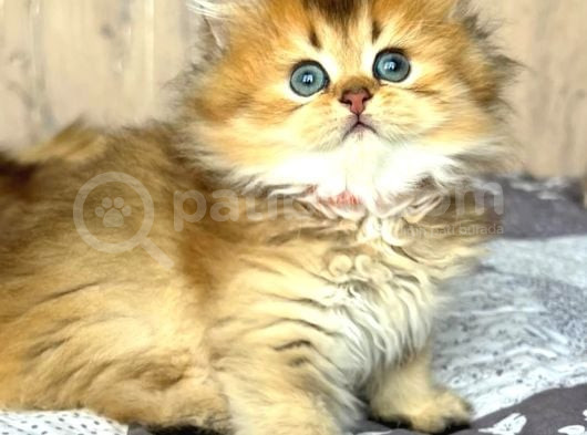 Altın Yumağımız Black Golden British Longhair görsel