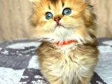Altın Yumağımız Black Golden British Longhair