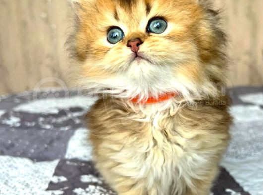 Altın Yumağımız Black Golden British Longhair