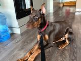 4 Aylik Doberman Diş Yavrum Ve Büyük Köpek Kafesi