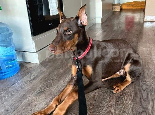 4 Aylik Doberman Diş Yavrum Ve Büyük Köpek Kafesi görsel