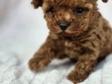 Toy Poodle Red Brown Di̇şi̇ Erkek Yavrularimiz
