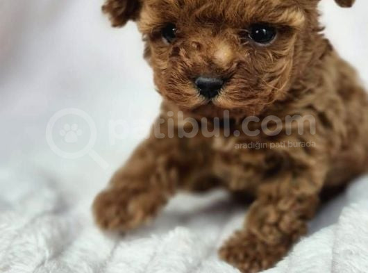 Toy Poodle Red Brown Di̇şi̇ Erkek Yavrularimiz görsel