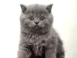 Safkan British Shorthair Kedi