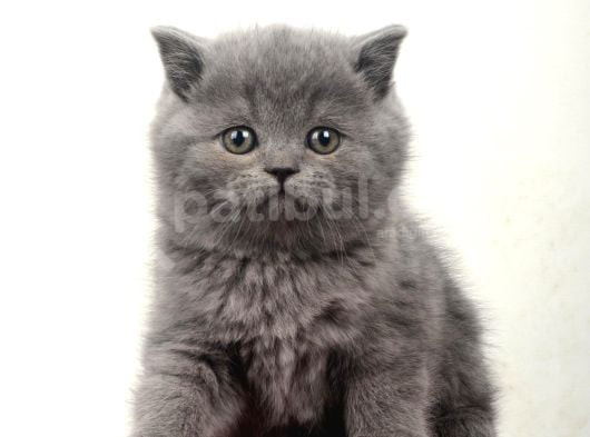 Safkan British Shorthair Kedi görsel