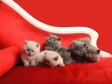 Safkan British Shorthair Kedi