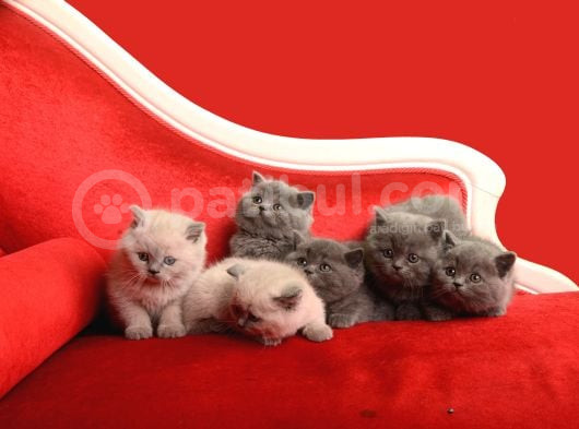 Safkan British Shorthair Kedi