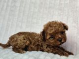 Toy Poodle Red Brown Di̇şi̇ Erkek Yavrularimiz