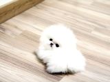 Pomerani̇an Boo Karbeyaz Di̇şi̇ Erkek Yavrularimiz