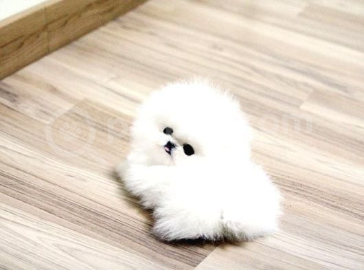 Pomerani̇an Boo Karbeyaz Di̇şi̇ Erkek Yavrularimiz görsel