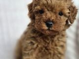 TOY POODLE RED BROWN DİŞİ ERKEK YAVRULARIMIZ
