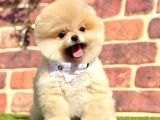 Ayıcık Surat Boo Pomeranian Yavrular