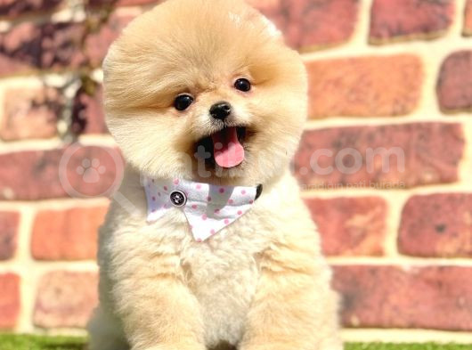 Ayıcık Surat Boo Pomeranian Yavrular görsel