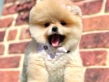 Ayıcık Surat Boo Pomeranian Yavrular