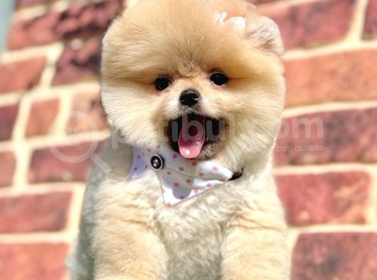 Ayıcık Surat Boo Pomeranian Yavrular görsel