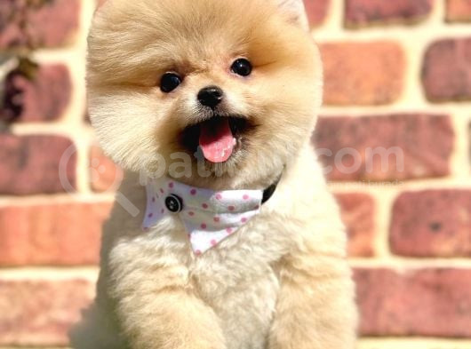 Ayıcık Surat Boo Pomeranian Yavrular görsel