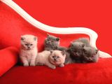 Safkan British Shorthair Kedi