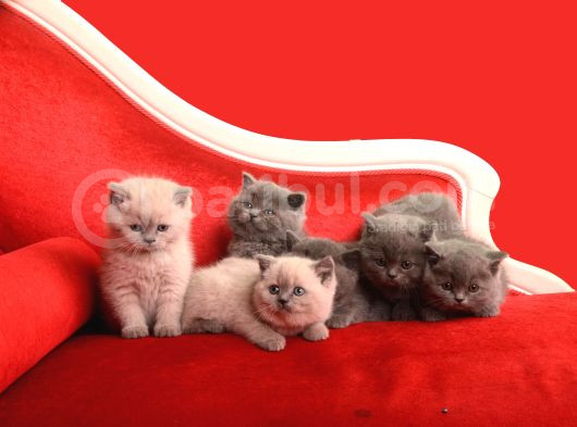 Safkan British Shorthair Kedi görsel