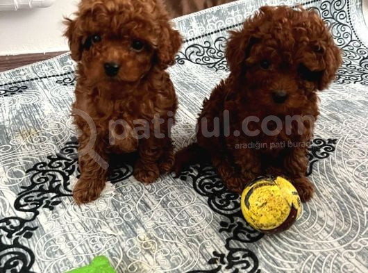 İstanbulun En İyi̇ Toy Poodle Bebekleri̇ Burada görsel