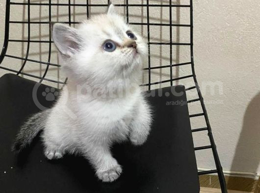 SEVİMLİ YAVRULARIMIZ VONALP PET GÜVENCESİYLE