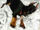 Önünde Düğme İli̇kletecek Doberman