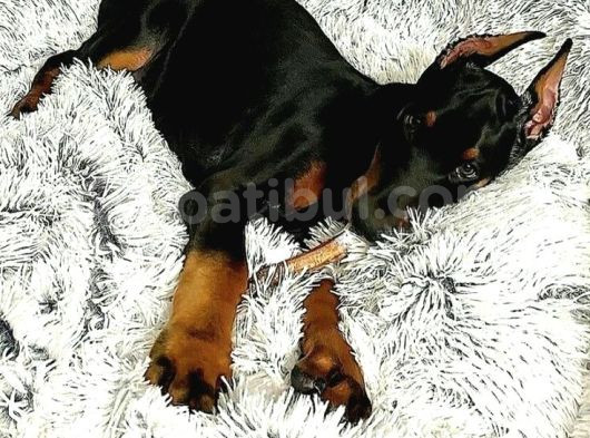 Önünde Düğme İli̇kletecek Doberman görsel