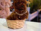 Üst  Düzey Kore Kan Toy Poodle Yavrularım
