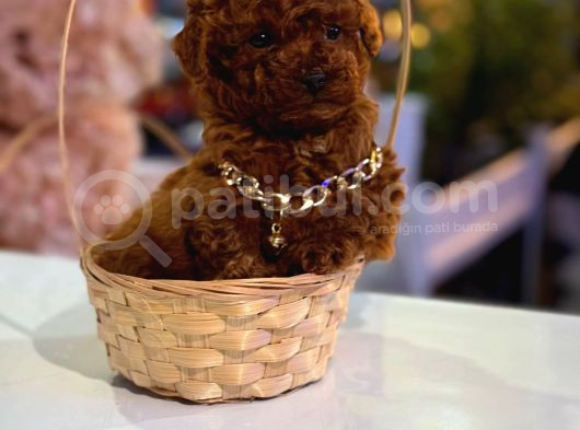 Üst  Düzey Kore Kan Toy Poodle Yavrularım görsel