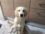 8 Aylık Erkek Golden Ücretsiz Yuva Ariyoruz Karnesi Var