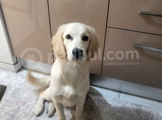 8 Aylık Erkek Golden Ücretsiz Yuva Ariyoruz Karnesi Var görsel