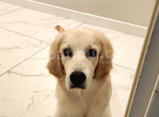 8 Aylık Erkek Golden Ücretsiz Yuva Ariyoruz Karnesi Var görsel