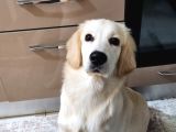 8 Aylık Erkek Golden Ücretsiz Yuva Ariyoruz Karnesi Var