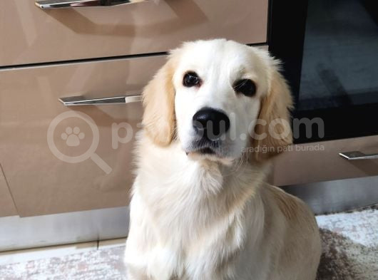 8 Aylık Erkek Golden Ücretsiz Yuva Ariyoruz Karnesi Var görsel