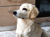 8 aylık erkek golden ücretsiz yuva ariyoruz karnesi var