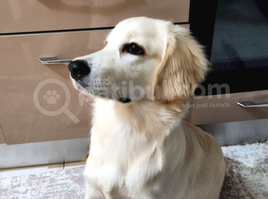 8 Aylık Erkek Golden Ücretsiz Yuva Ariyoruz Karnesi Var