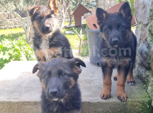Alman Kurdu Yeni Sahibini Bekliyor görsel