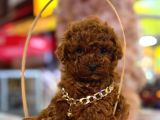 Üst  Düzey Kore Kan Toy Poodle Yavrularım