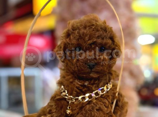 Üst  Düzey Kore Kan Toy Poodle Yavrularım görsel