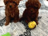 Toy Poodle Kilo Garanti̇li̇ Bebekleri̇mi̇z